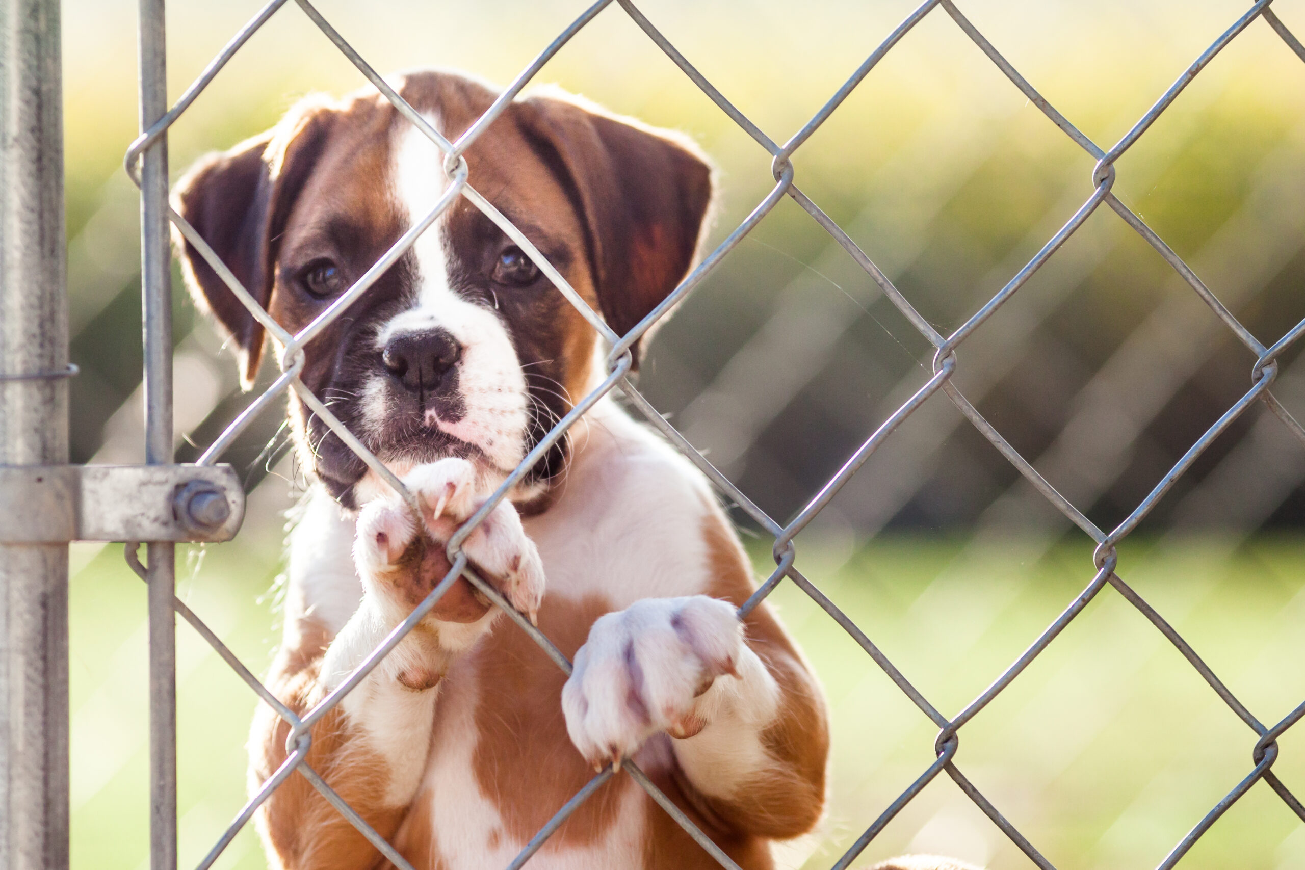 pet fence